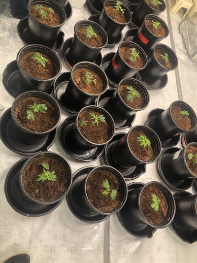canna-coco-growing-concerns-and-suggestions-3.jpeg