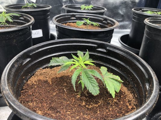 canna-coco-growing-concerns-and-suggestions-4.jpeg