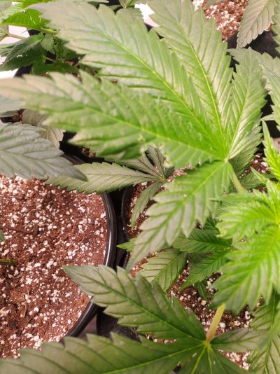 Any ideas? Deficiency or something else?
