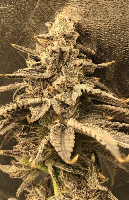 Let's See Your Frostiest Flowers