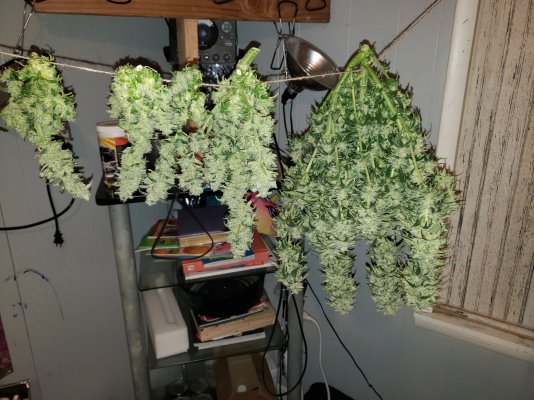 Harvest day of some autos