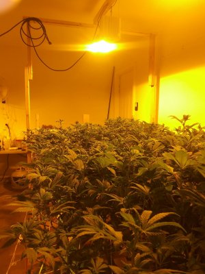 Hybrid NFT System Going into Operation soon!