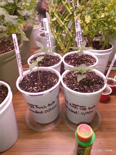 Planted 4 seeds, 1 my purple punch sprouted 2 and a 1/2  weeks later...