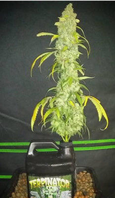 Let's See Your Frostiest Flowers