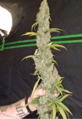 Let's See Your Frostiest Flowers