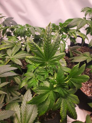 Any ideas? Deficiency or something else?