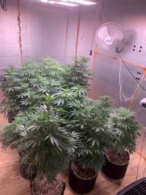 New Grow Diary 4th time