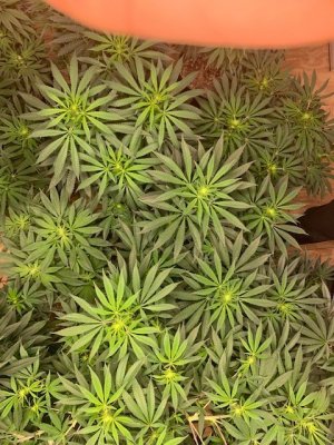 New Grow Diary 4th time