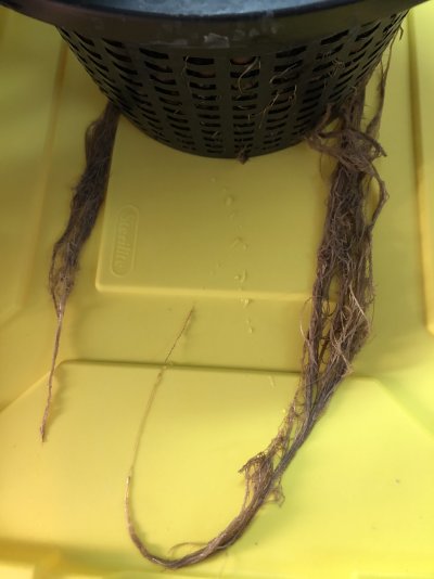 voodoo-juice-to-cure-this-root-rot-i-think-its-root-rot.jpeg