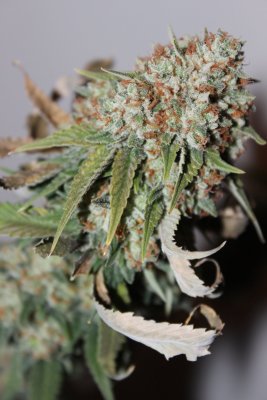 Time Bandit #3 flower day 60 2.JPG