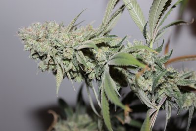 Goji #3 chop day 70 5.JPG