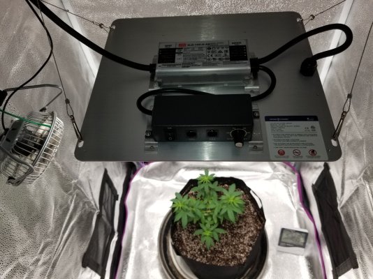 Spider Farmer SF1000 kit review!