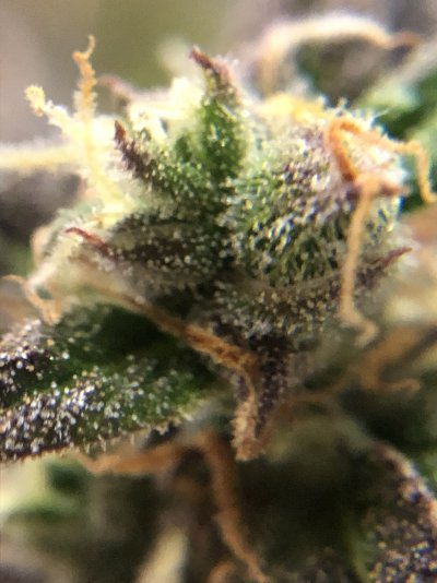 gsc-auto-day70-trichomes-pics-chop-5.jpeg