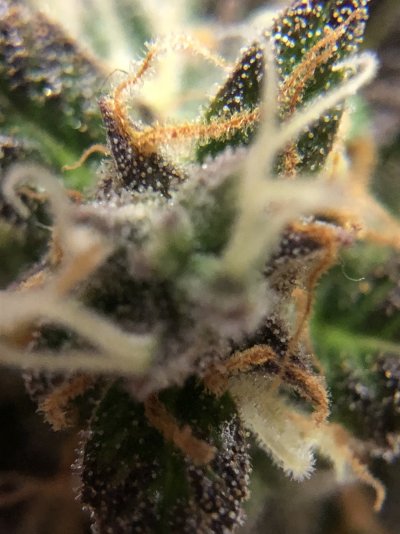 gsc-auto-day70-trichomes-pics-chop-11.jpeg