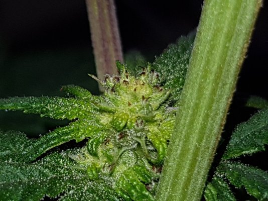 pistils-burn-they-appears-black-2.jpg