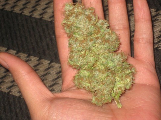 greenlem 8days dry g.JPG