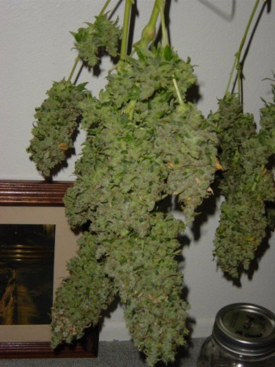 buds 058.JPG