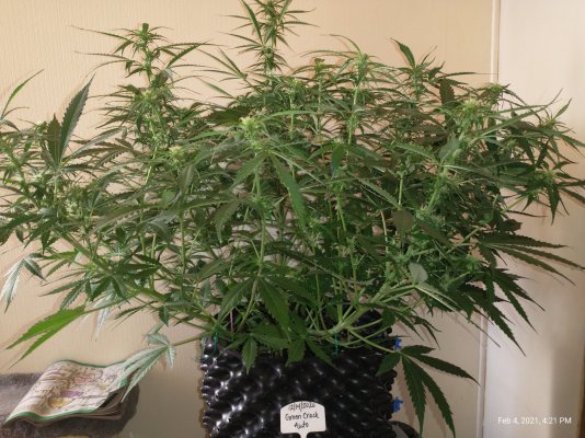 wow-wat-an-auto-this-green-crack-is-getting-huge-4.jpg