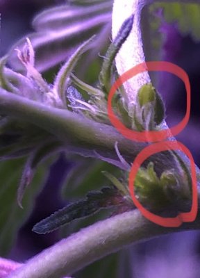 First grow and possible Herm? *Pics*