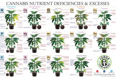 CannabisPoster4000-1024x680.jpg