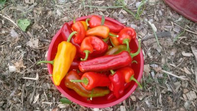 Dose anyone grow fruit n veg in your back yards .