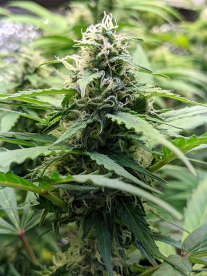 Fimming caused plants to flower early...
