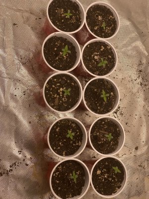 Lighting my seedlings how many hours