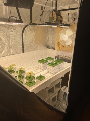 Any one tried New SONOFARM led lights