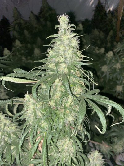 Girlgrowinggirls