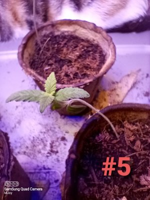 mmjoy-my-grow-with-me-4.jpg