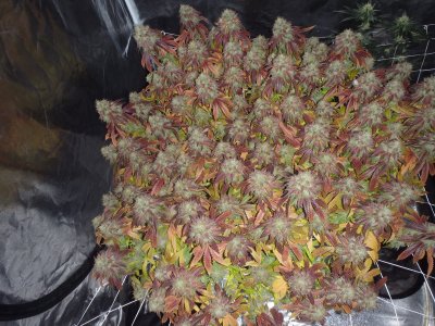 P2100157.JPG