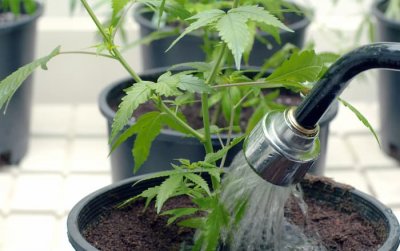 watering-cannabis-2.jpg