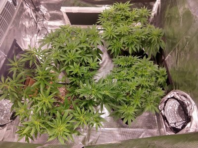 Coco seedling watering mishap question