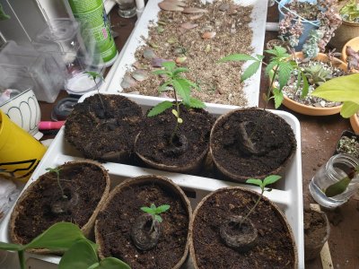 Captain's Log: Dispatches from Planet Milson