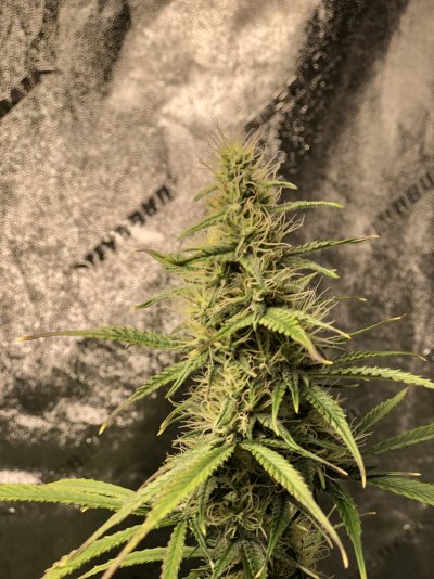 Blue Dream 8 weeks close to harvest