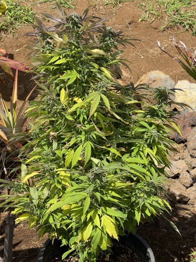 54°F and windy cause this in my outdoor grow?