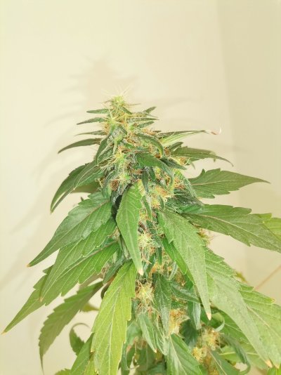 first-grow-harvest-soon-indicadominant-4.jpg