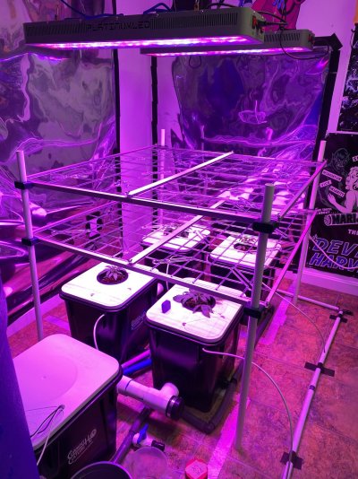 Current culture four site grow