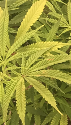 Help! Nutrient Issue Diagnosis Needed?