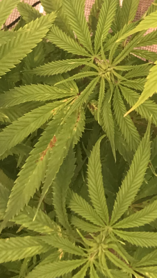 Help! Nutrient Issue Diagnosis Needed?