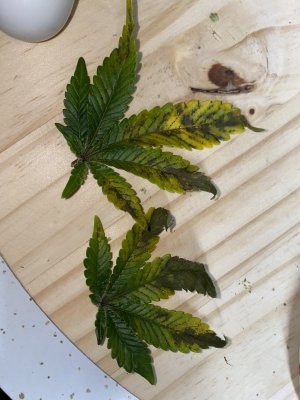 Is this a calcium deficiency