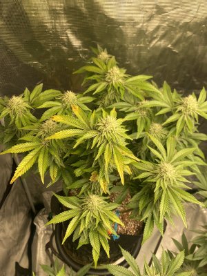 Is this a calcium deficiency?