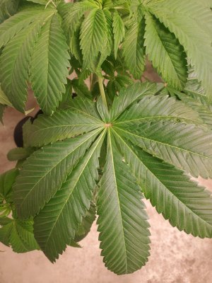 Any ideas? Deficiency or something else?