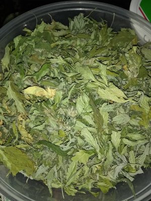 IMG_20210218_161654184.jpg