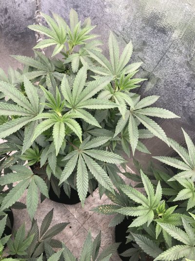 Could this be cal mag deficiency