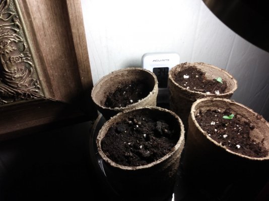 bagseed-grow-1st-time-in-coco--perlite.jpg