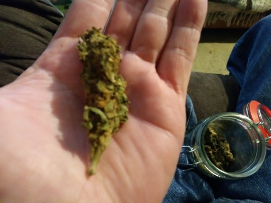 bagseed-grow-1st-time-in-coco--perlite-2.jpg