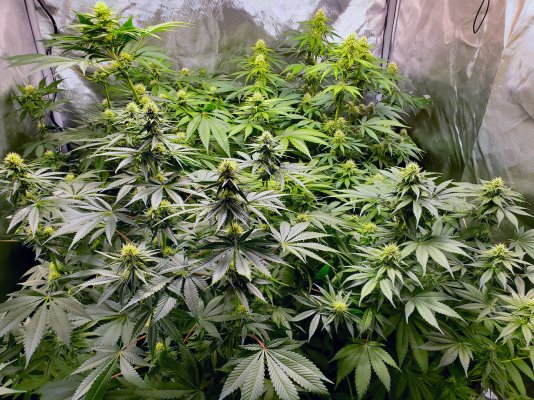 Stretch is over... here come the buds!