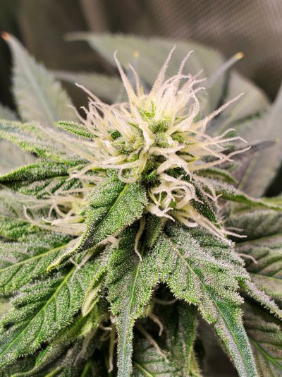 Stretch is over... here come the buds!