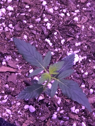 Help me please first timer NOOB
